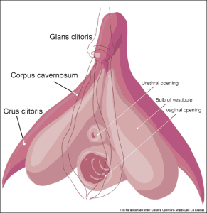 Clitoris_inner_anatomy