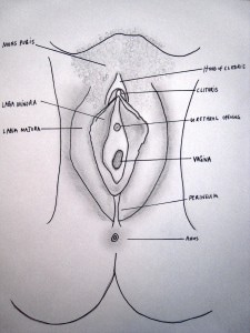 Clitoris Diagram