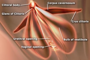 EdSim_Clitoris_anatomy (1)